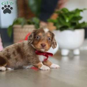 Jake, Dachshund Puppy